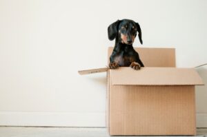 préparer son chien à un déménagement