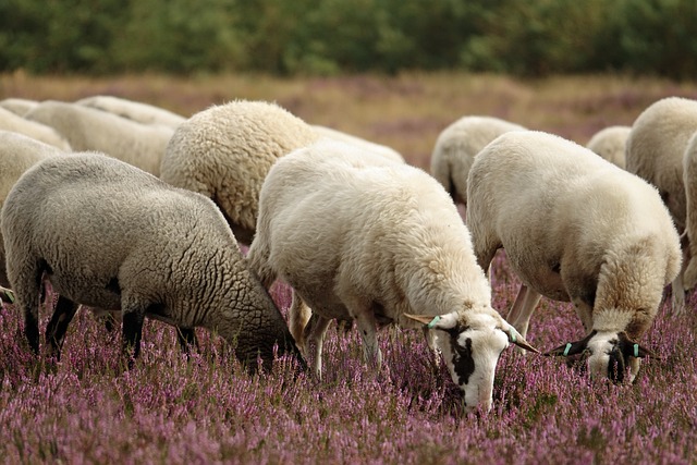 Les erreurs courantes à éviter lors de l’utilisation de vermifuge pour moutons