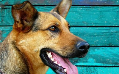la mastication aux besoins réels de votre chien