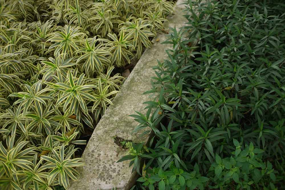 Bordure de jardin avant l'hiver : quel matériau résiste au gel sans éclater