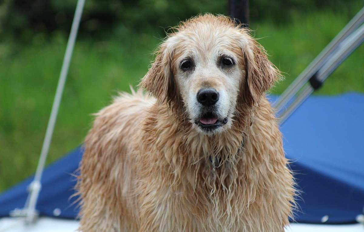 Un golden retriever mouillé regarde l'objectif près d'un mât bleu