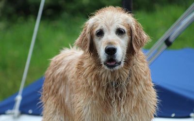 Un golden retriever mouillé regarde l'objectif près d'un mât bleu