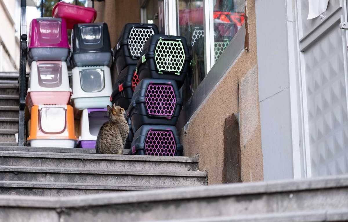 Un chat se repose sur des marches à côté de plusieurs caisses pour animaux
