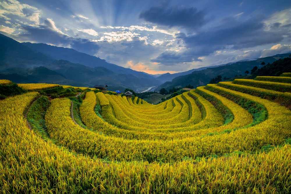 Terasses de riz dorées en spirale sur colline montagneuse sous ciel nuageux